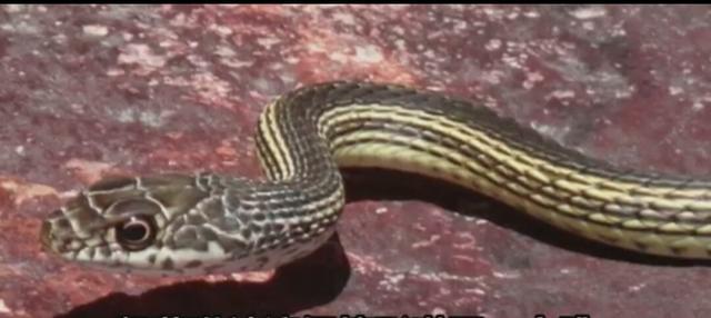 小女孩被凶猛大狗咬住，妈妈走近发现，欠狗狗报答不完的恩情