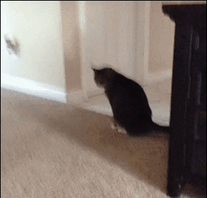 “当猫挂着屎奔向我的瞬间，我以为自己要当场窒息了…”