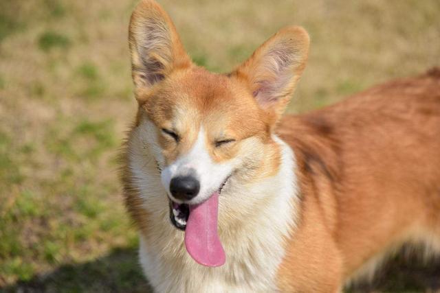 蟲也會長進狗耳？在家清潔狗狗耳朵，可按美容師這4個步驟