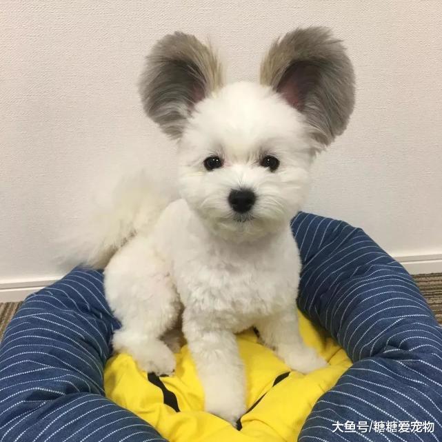 小狗因長有一雙“招風耳”爆紅，軟萌顏值高，網友：元芳，是你嗎