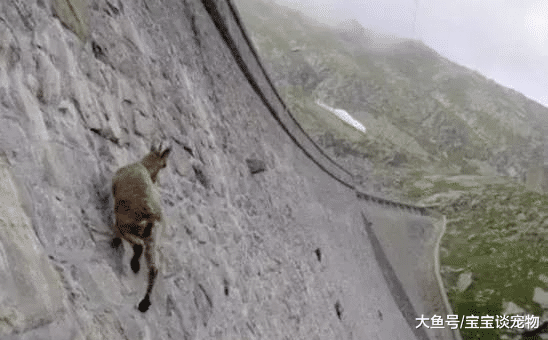 它们是世界上最厉害的“攀岩高手”，有恐高症的不要看！