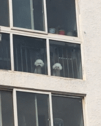 一天二十四小时都在为家人操心，其实每条狗狗都想拥有这样幸福的忙碌！