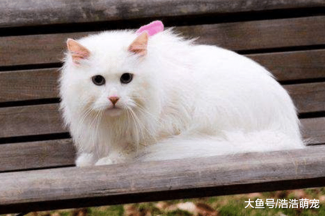 6种国产土猫，第五种性格像哈士奇，第六种在国外地位很高