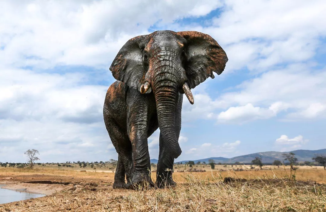 遭遇肯尼亚（一）跟着肖戈拍大象
