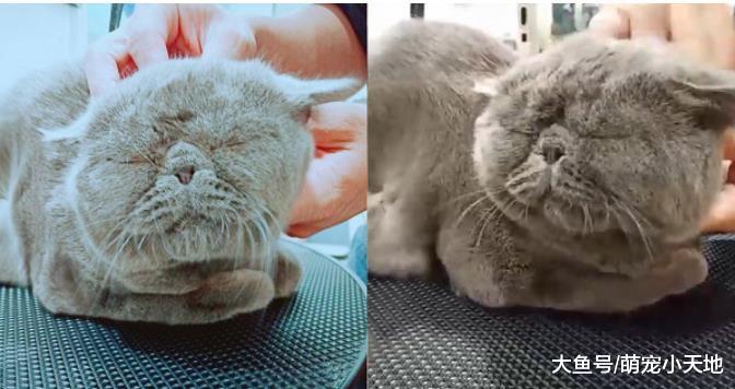 主子臭脸泡SPA，按下神秘钮秒呼噜翻肚吹毛惊呆美容师