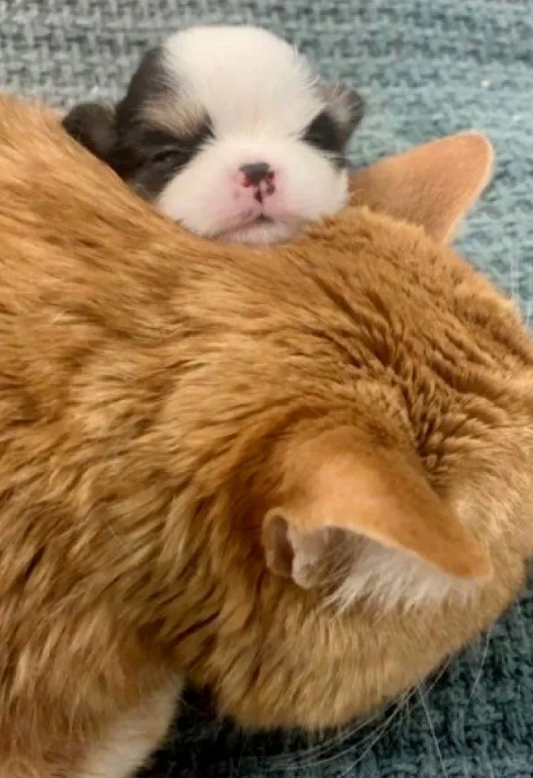 流浪猫被救，为表达感谢帮助了很多动物，如今已经晋升为“兽医”