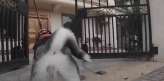 二哈刚挨完鸡揍，就发现鸡被主人宰了，接下来的反应太逗了