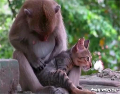 猴妈妈把小猫当“孩子”，每天都抱着它抓虱子，其中缘由让人心疼