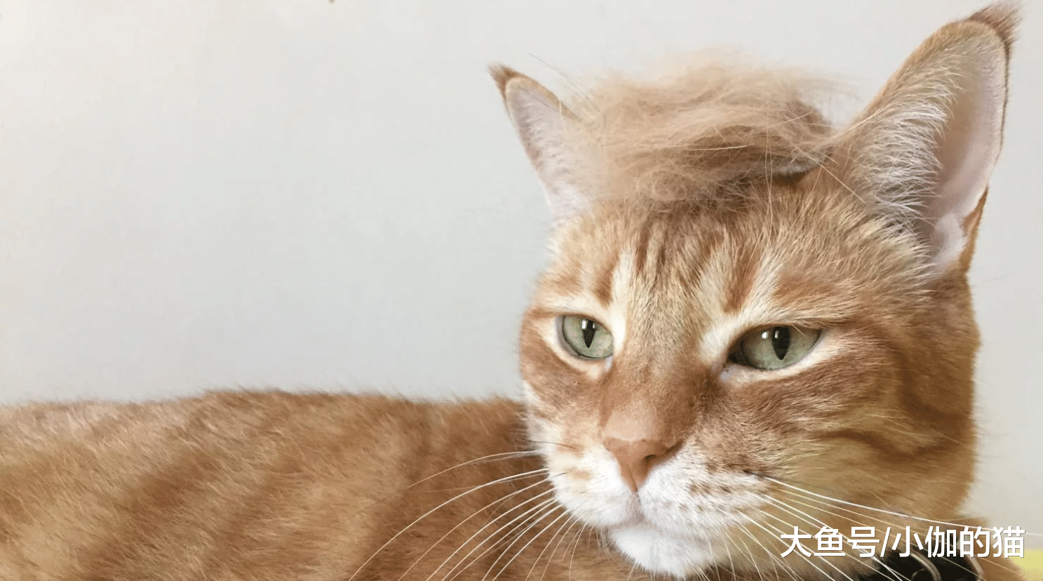 又有人因为猫掉毛弃养，所以养猫前请判断一下：能否接受这些缺点