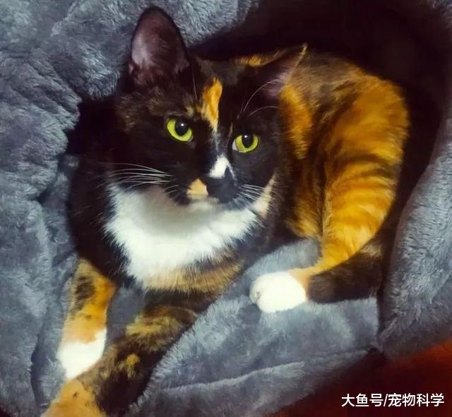 我相信绝大多数家养狸花猫都是捡来的