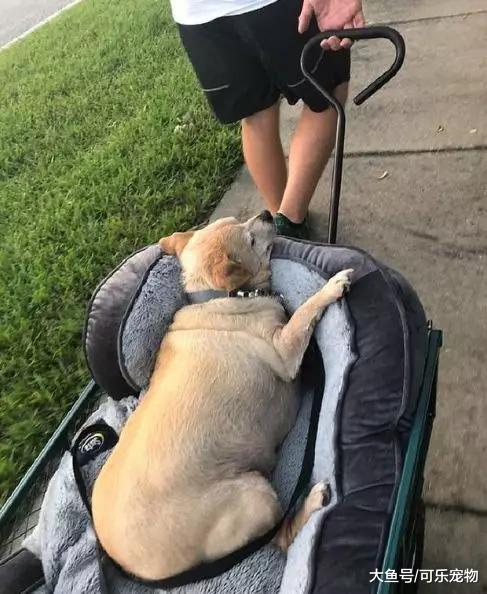 一只被养成猪的狗，出门都要小推车拉着，却帮助主人走向人生巅峰