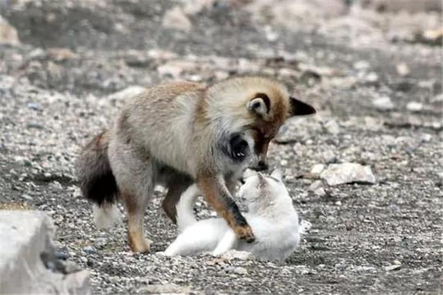 貓咪在野外因愛相遇伙伴，狐貍看似霸道實則寵溺，每日貼心跟隨！