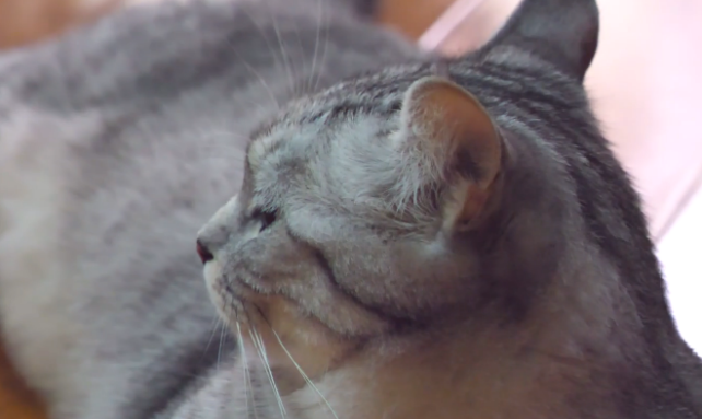 为什么不让你随便地把流浪猫带走，主要是这些原因