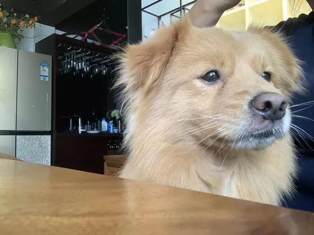 深圳福田区香林5号于路财富广场B座寻找通体金黄色公串狗