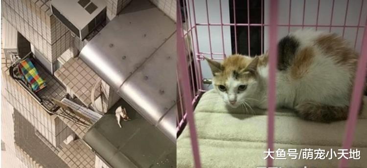 萌猫销魂慢磨下巴！饲主得意19元奶瓶刷，网友??赞：猫界不求人