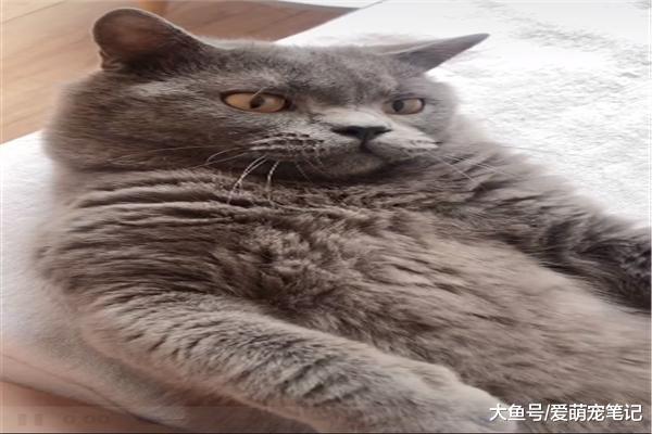 网友带回家一只小鸭子，结果英短蓝猫把它当成玩偶，被无情碾压！