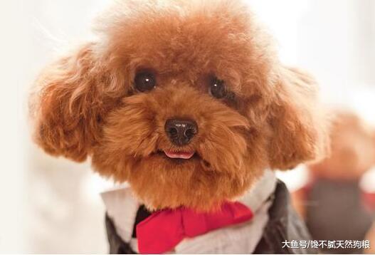 相信只有养“泰迪犬”的人才知道，养它的五大好处！