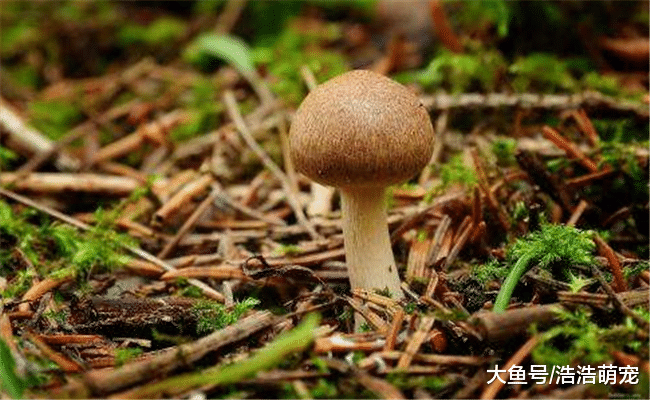 狗狗不能吃的6种食物, 吃完生病是轻的, 严重的甚至会丧命