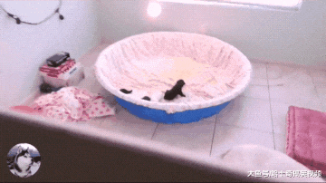 拉拉生了8只宝宝，结果第三天就出现状况，主人也想不明白