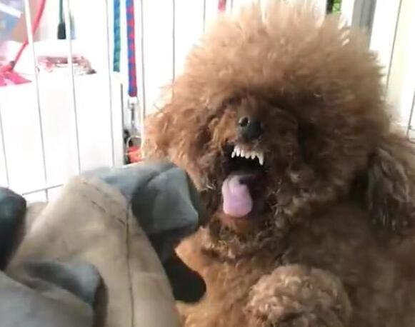 当泰迪犬出现这些迹象时，说明它的时间不多了！