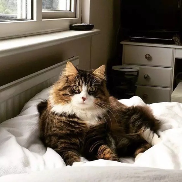 猫咪洗澡瞬间瘦身，猫：早就说过啦，我一点都不胖