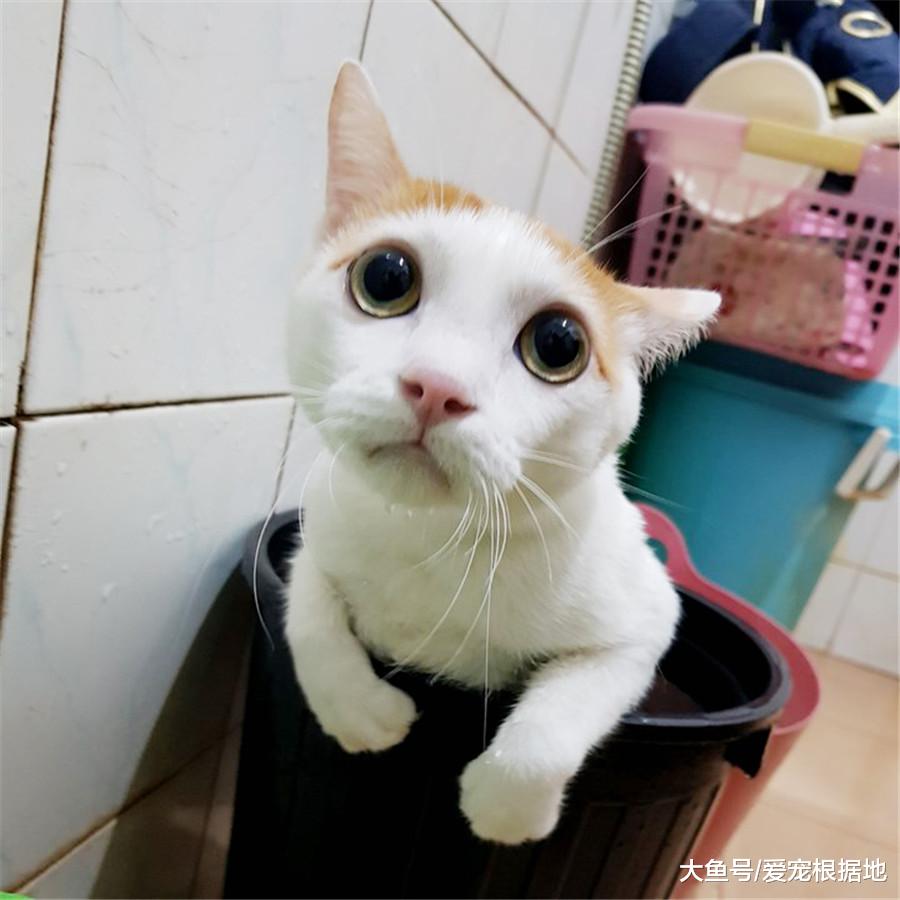 残疾猫被嫌弃，无人领养，遇到她之后被宠成了小公主！