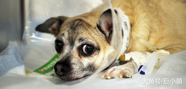 狗狗乱吃东西中毒了，急着帮狗狗催吐？这3种情况别催吐