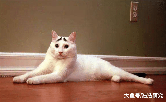 猫咪讨不讨人喜欢, 跟颜值有很大关系? 网友: 这猫我真吸不动