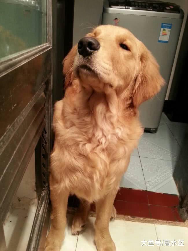 金毛回村被祸害，主人火冒三丈，看到小奶狗时却美滋滋