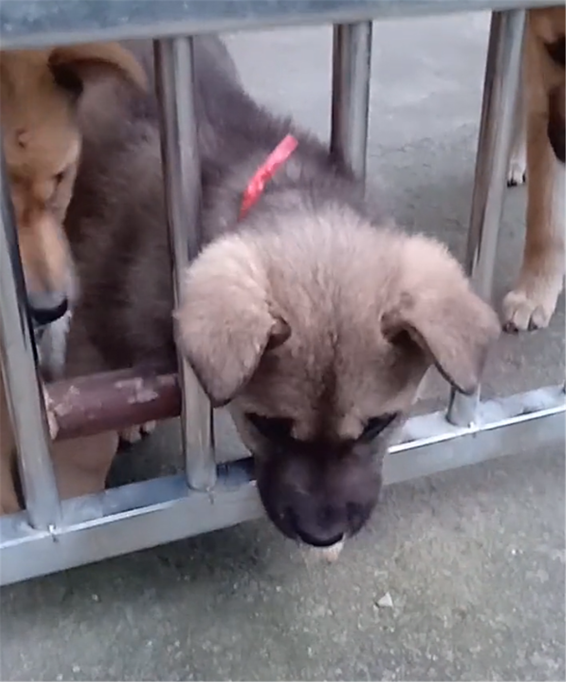 小狗犯二，被大狗摁在地上教训，狗崽：以后再也不敢了……