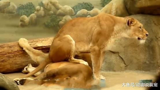 “妻管严不分种族”雄狮被母狮压住，接下来的动作萌翻了