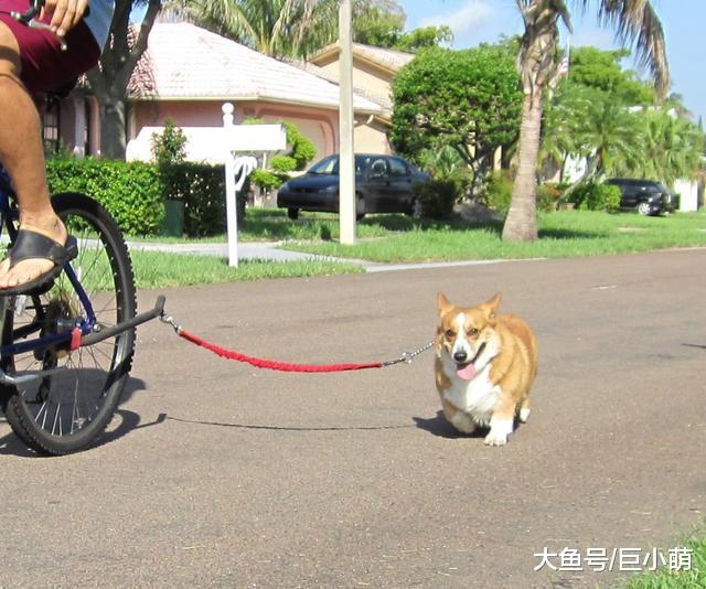骑车遛狗有趣又有益？但不是每只狗狗都适合