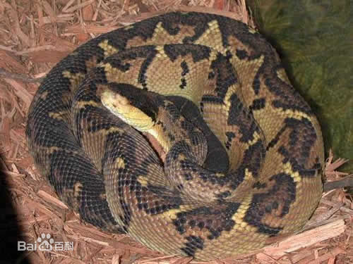 动物趣闻：哥斯达黎加五种致命毒蛇，三色矛头蝮并不是第一