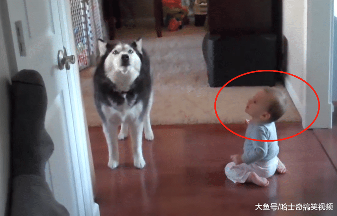 二哈不拆家却很话痨，还教宝宝“说话”，感觉要被带偏了