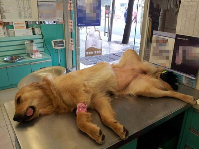 主人骗爱犬去绝育, 狗狗怀着怒意拆家, 铲屎官怒斥后还偷笑不止!