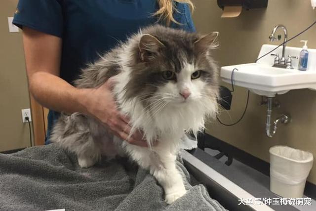 猫真有九条命？一只猫被极地涡旋冻结，居然还能满血复活！