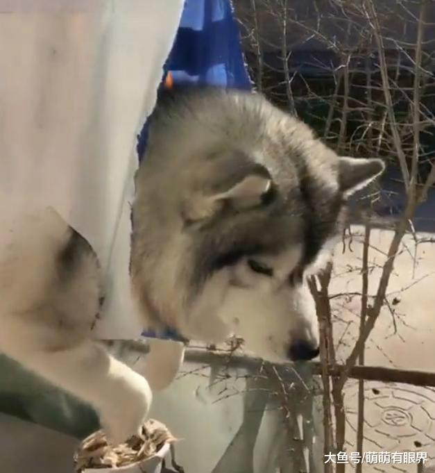 出门前叮嘱老爸带阿拉斯加去晒太阳，回来后看到老爸神操作，笑到擦泪！