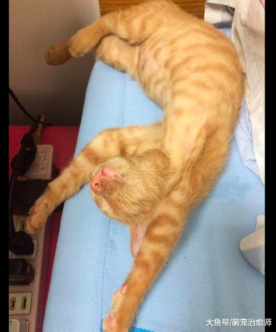 主人带猫咪去做绝育手术, 回家后就趴在地上一动不动, 自闭了吗?