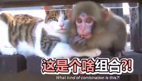 跨越种族的友情，胆小猫却有猴朋友，猴：我超爱猫大哥的