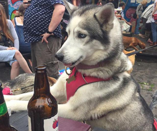 主人带哈士奇参加派对，二哈却偷偷喝酒，刚喝了几口就有点飘了