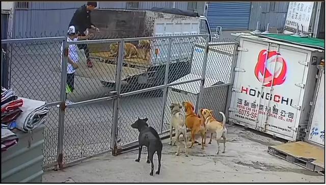 考证养狗，究竟是不是一条可行之路