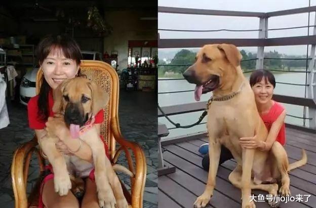 巨型汪站立身高超1米8, 小时候与长大判若两狗, 主人称是个巨婴