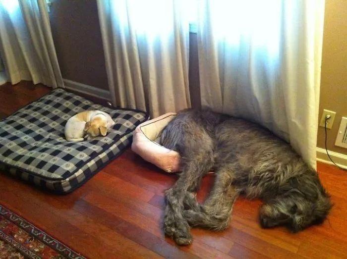 神秘的爱尔兰猎狼犬, 原来是这么的乖巧温顺会卖萌