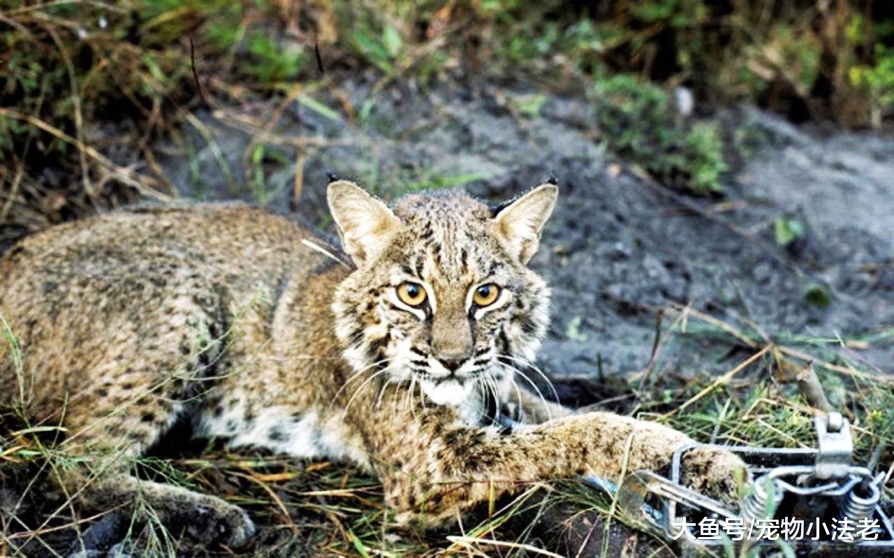 1种可以单挑10只狗的猫，鲨鱼在它眼里，也只是开胃菜而已！