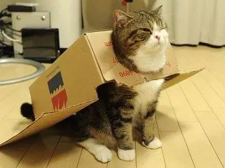 为什么我觉得猫是很恐怖的动物呢？