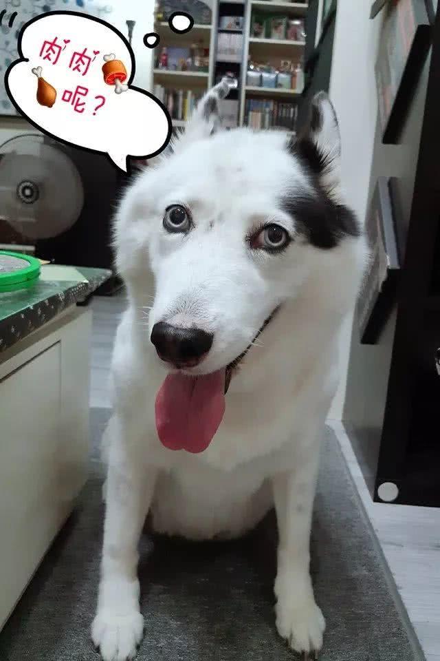 混血二哈游泳时突然死机，主人吓了一跳：你…还活着吗？