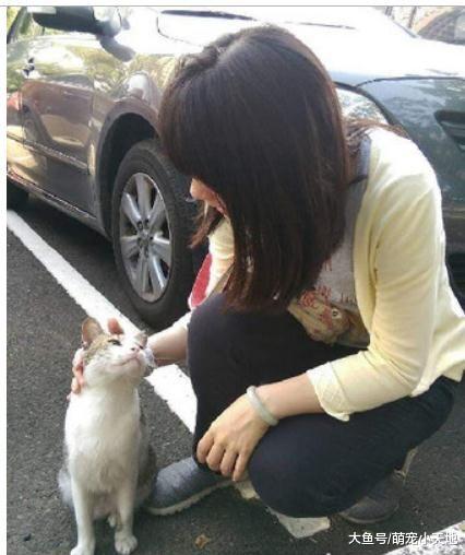 渴望家的浪喵被收编后眼神大不同，摆鄙视脸：饭呢？