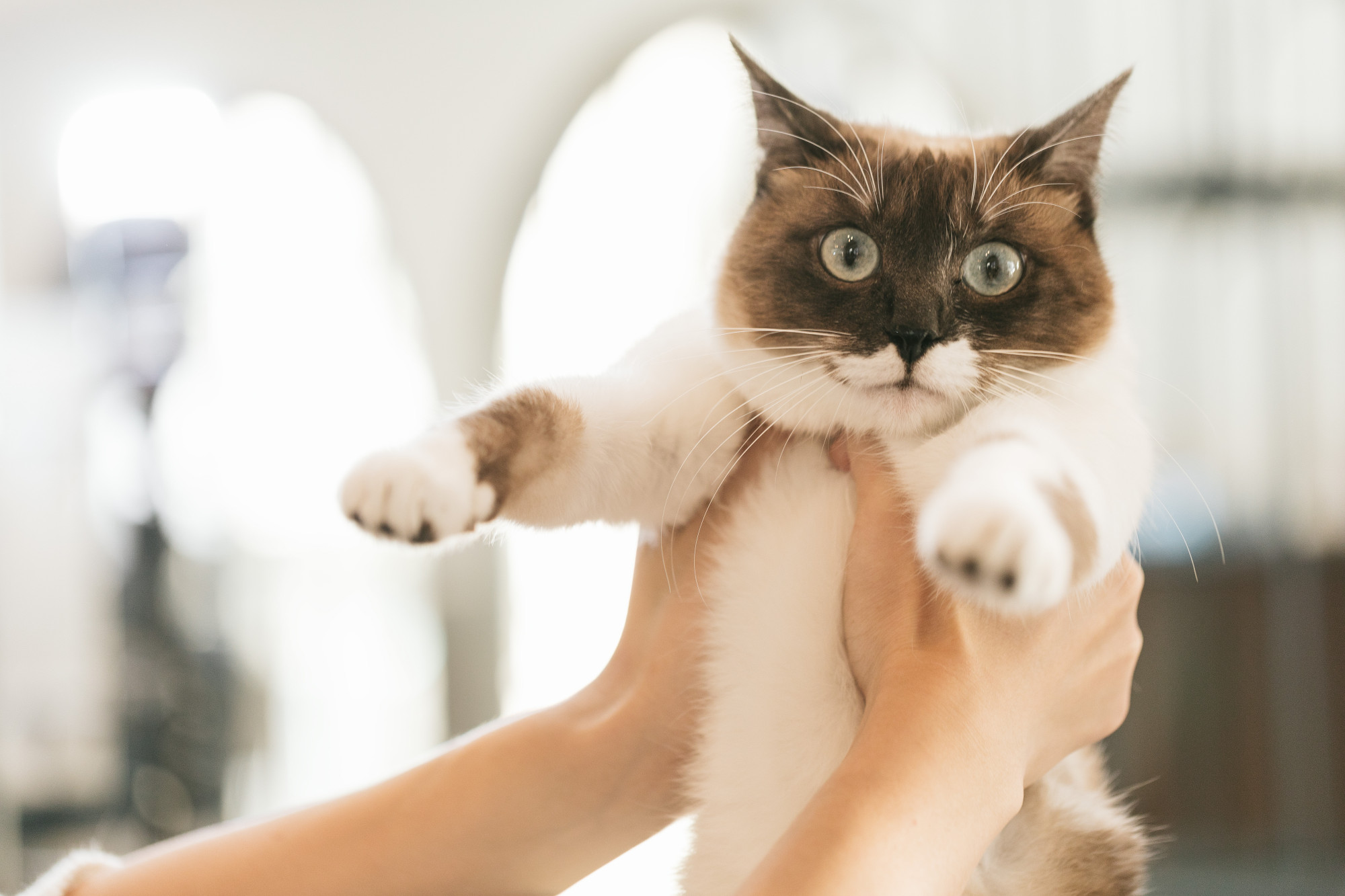 当猫咪对你发出这种“信号”，说明猫咪的口腔健康在“报警”了！