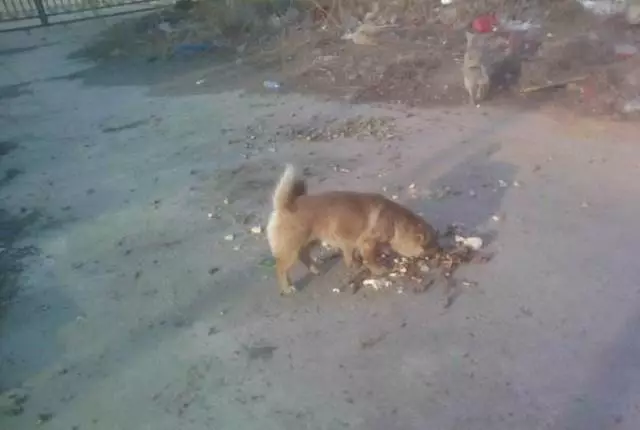 每年，都有2亿条生命被抛弃、虐待：我们虽然没有杀过人，却都差点做了刽子手