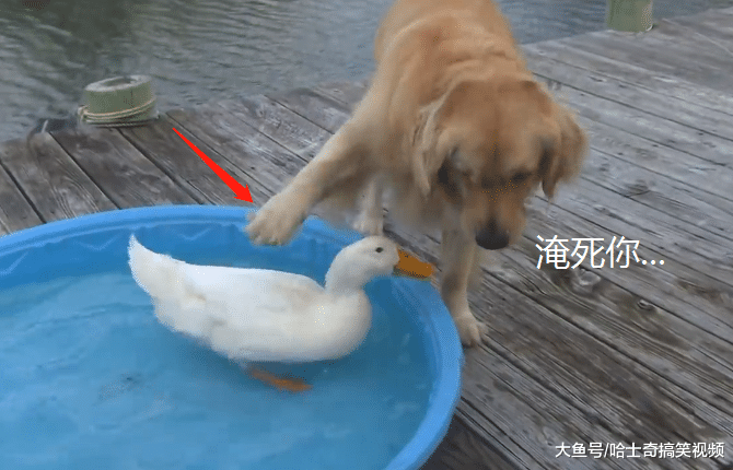 金毛跟白鸭“相爱相杀”，连洗澡都要一起，狗子喜欢吃鸭脖呢？
